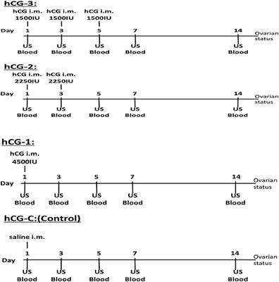Comparative Effects of <mark class="highlighted">Different Dosages</mark> of hCG on Follicular Development in Postpartum Dairy Cows With Cystic Ovarian Follicles